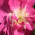 Rózsaszín - Virágágyi polianta rózsa - Csinszka